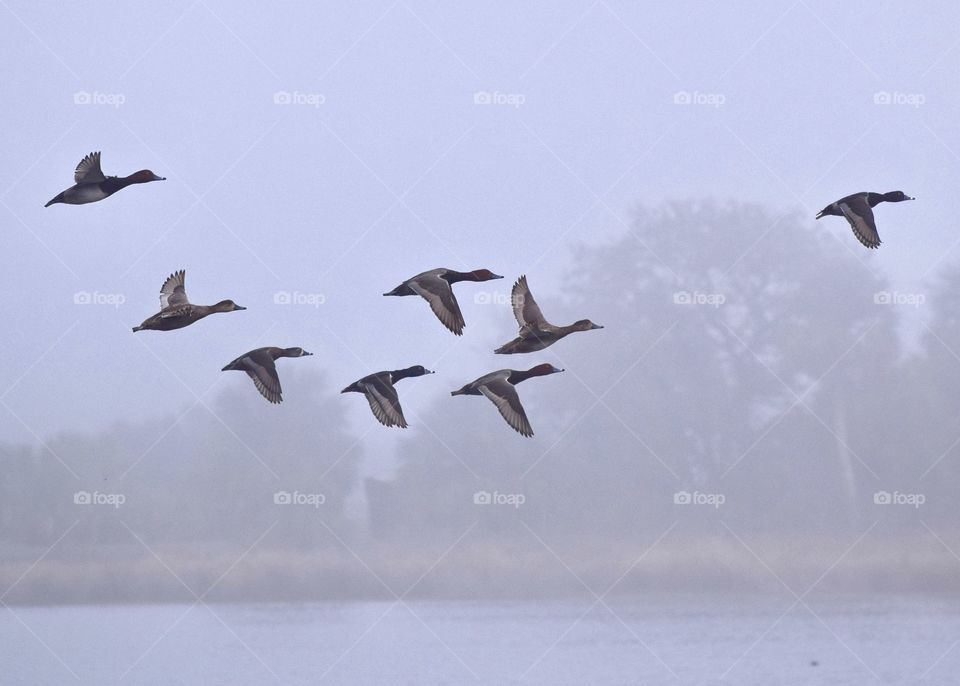 Ducks in flight