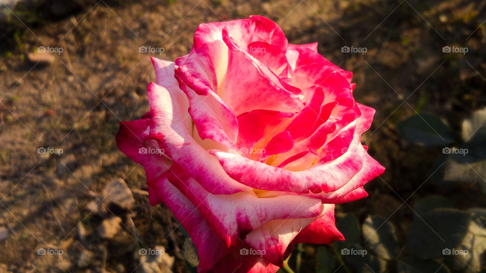 Beautiful rose flower with different shades of color and natural background