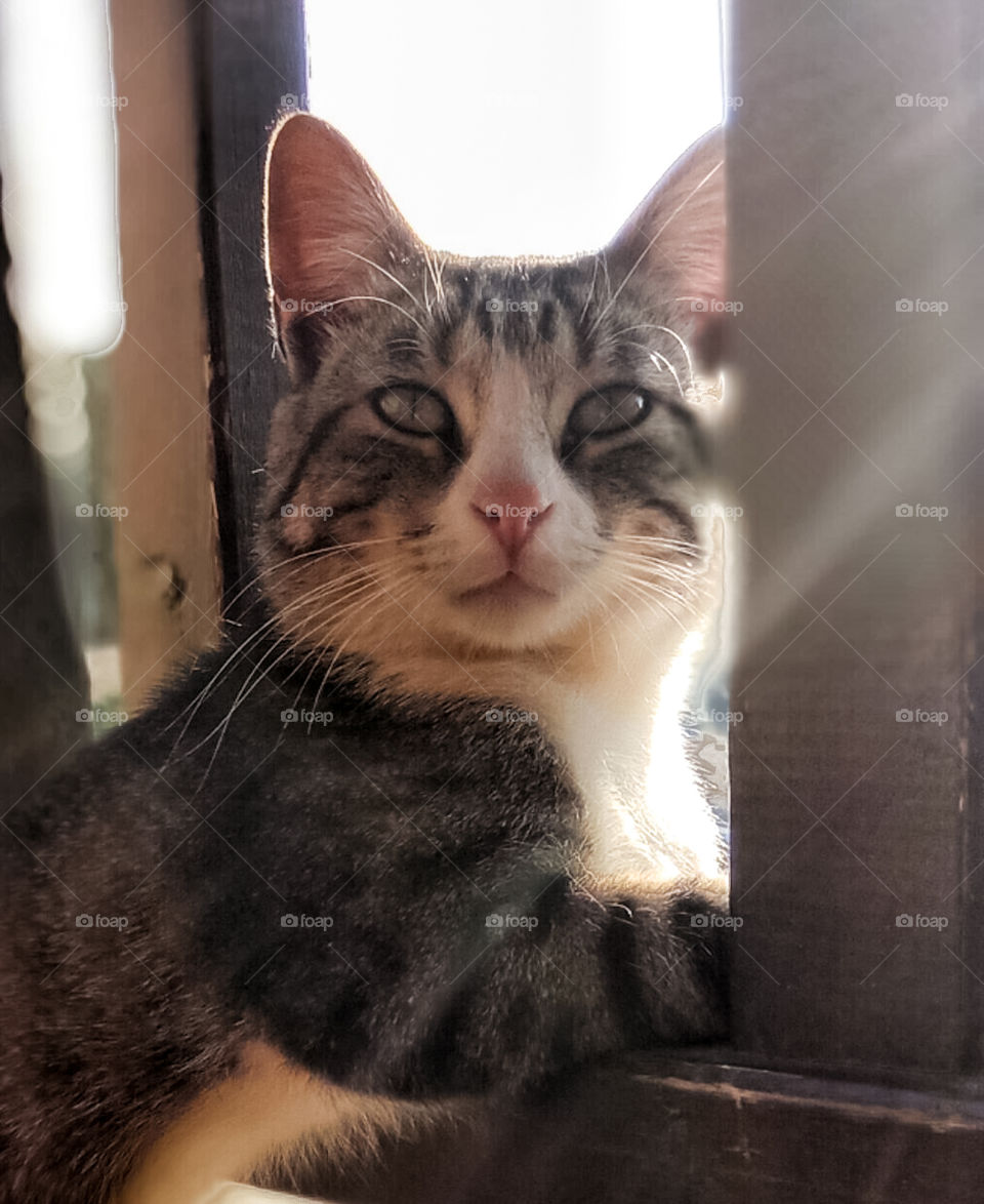 A cat posing at the camera in Meteora, Greece