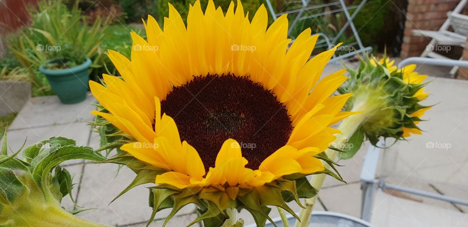 Sunflower