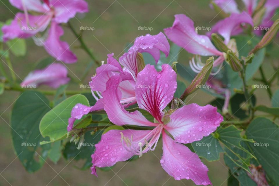 Rain drops on the flower Bauhinia x Blakeana