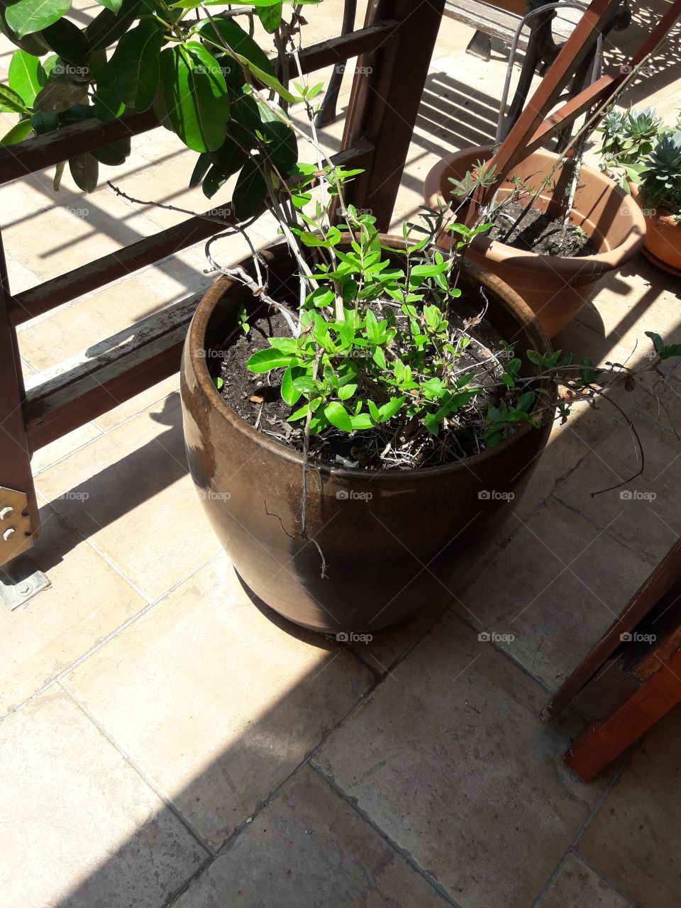 tree with green leaf in the pot