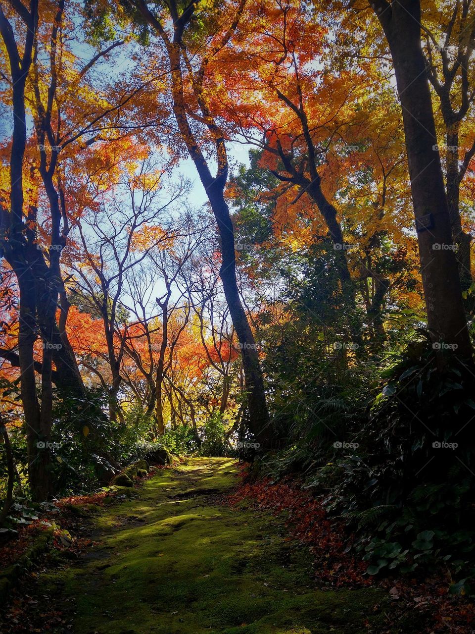 Magical forest with colorful trees