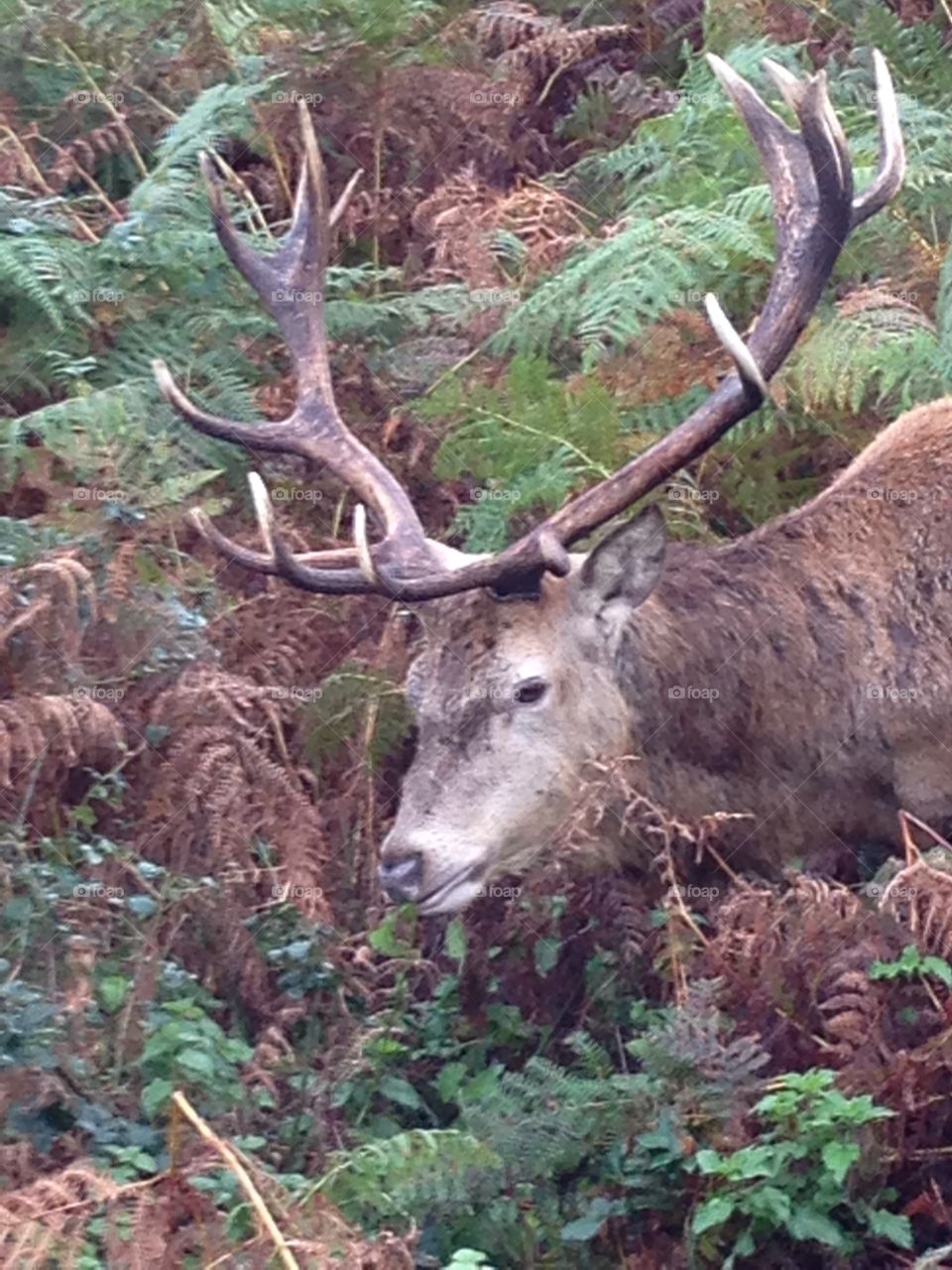 Red deer stag in ferns and undergrowth