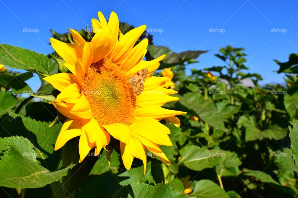 Sunflower perch