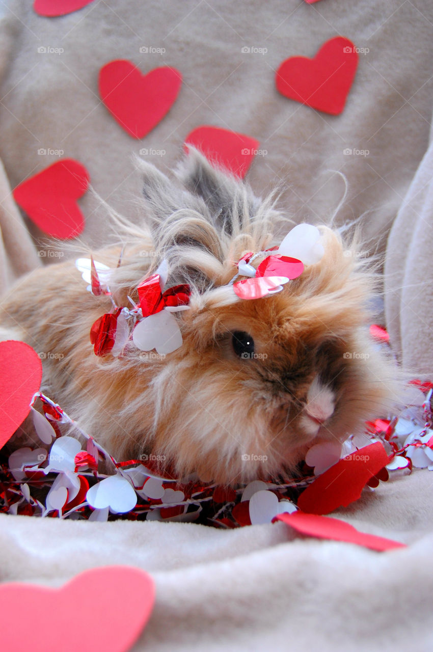 Valentine's Day bunny