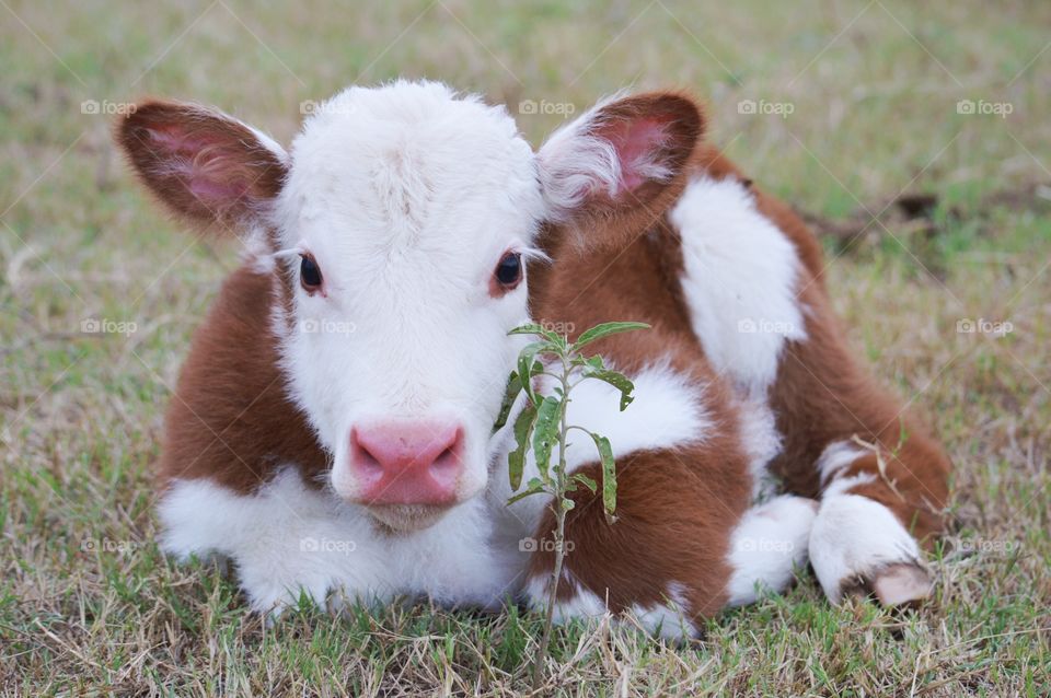 Portrait of calf sitting on field