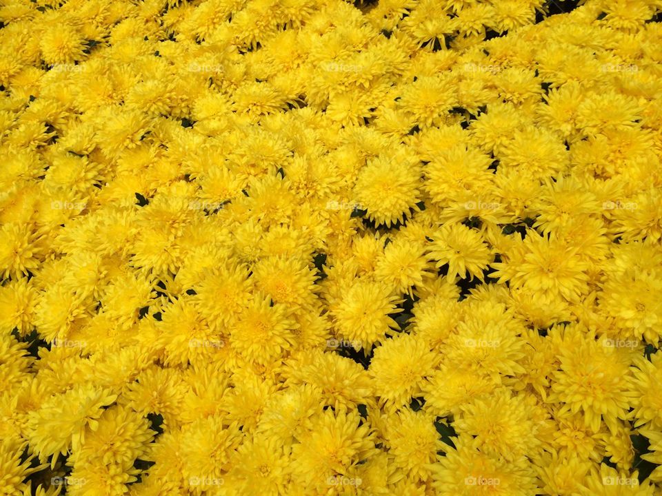 Yellow Mums