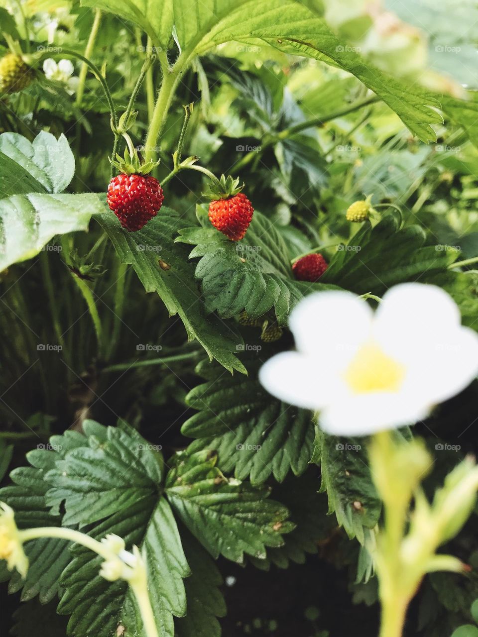 Ripe raspberry plants 