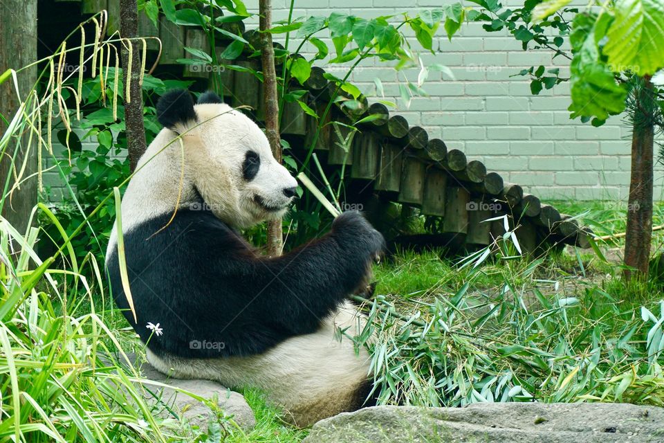 Bamboo Lunch