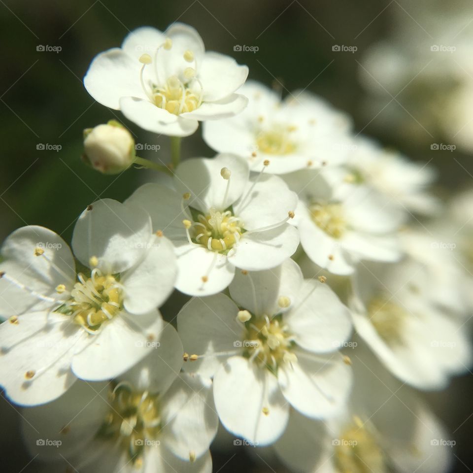 White blossom closeup