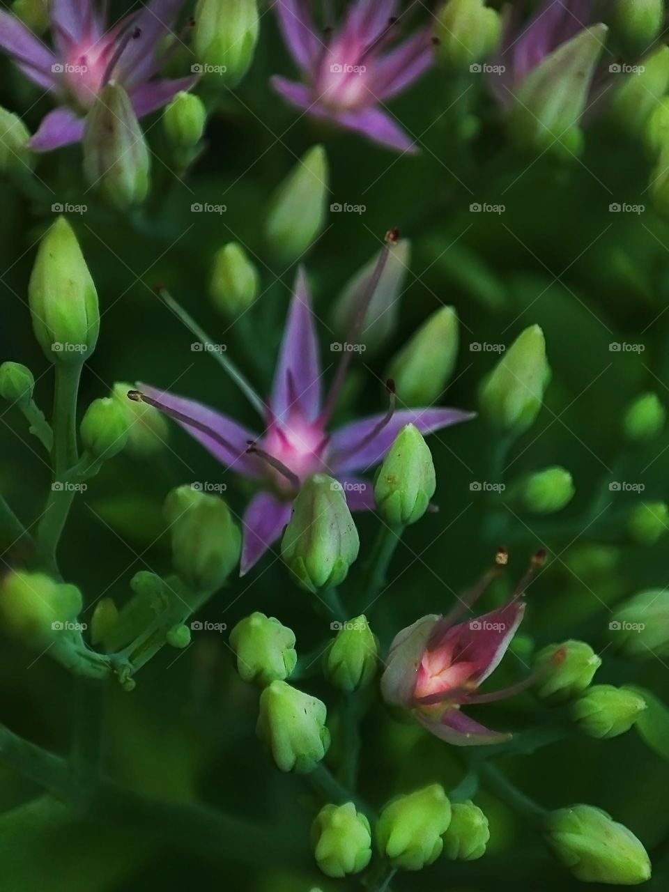 Macro photo of a summer plants