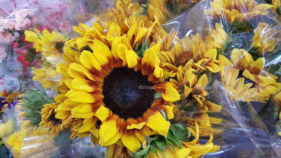yellow and brown Sunflowers