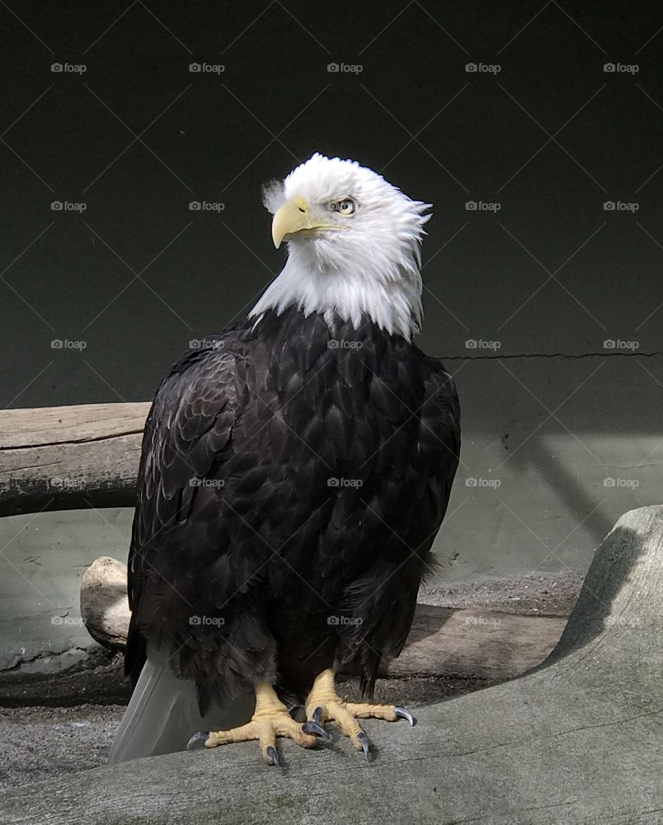 Bald eagle