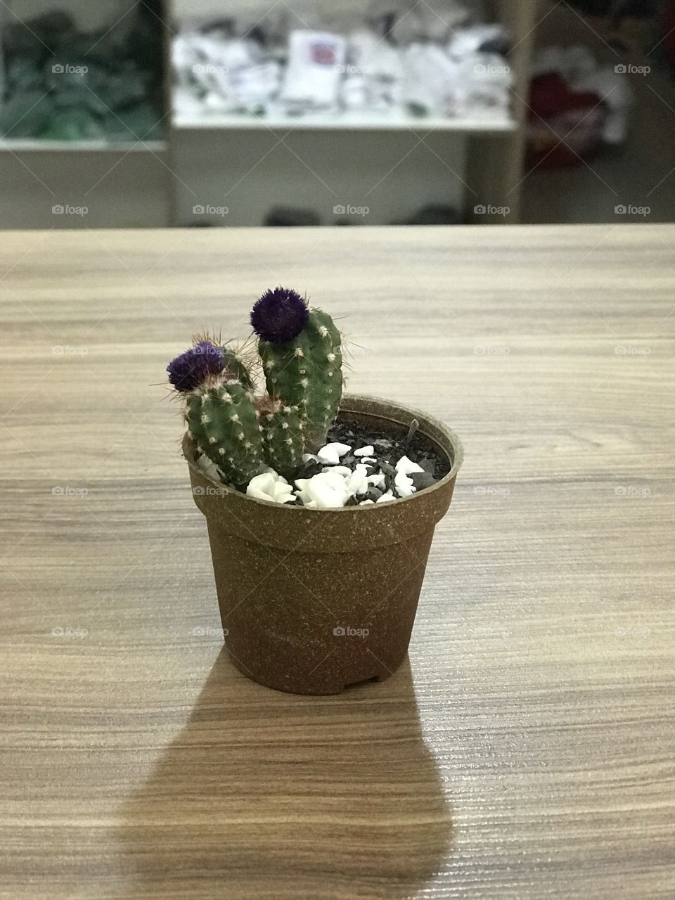 Cactus Cacto