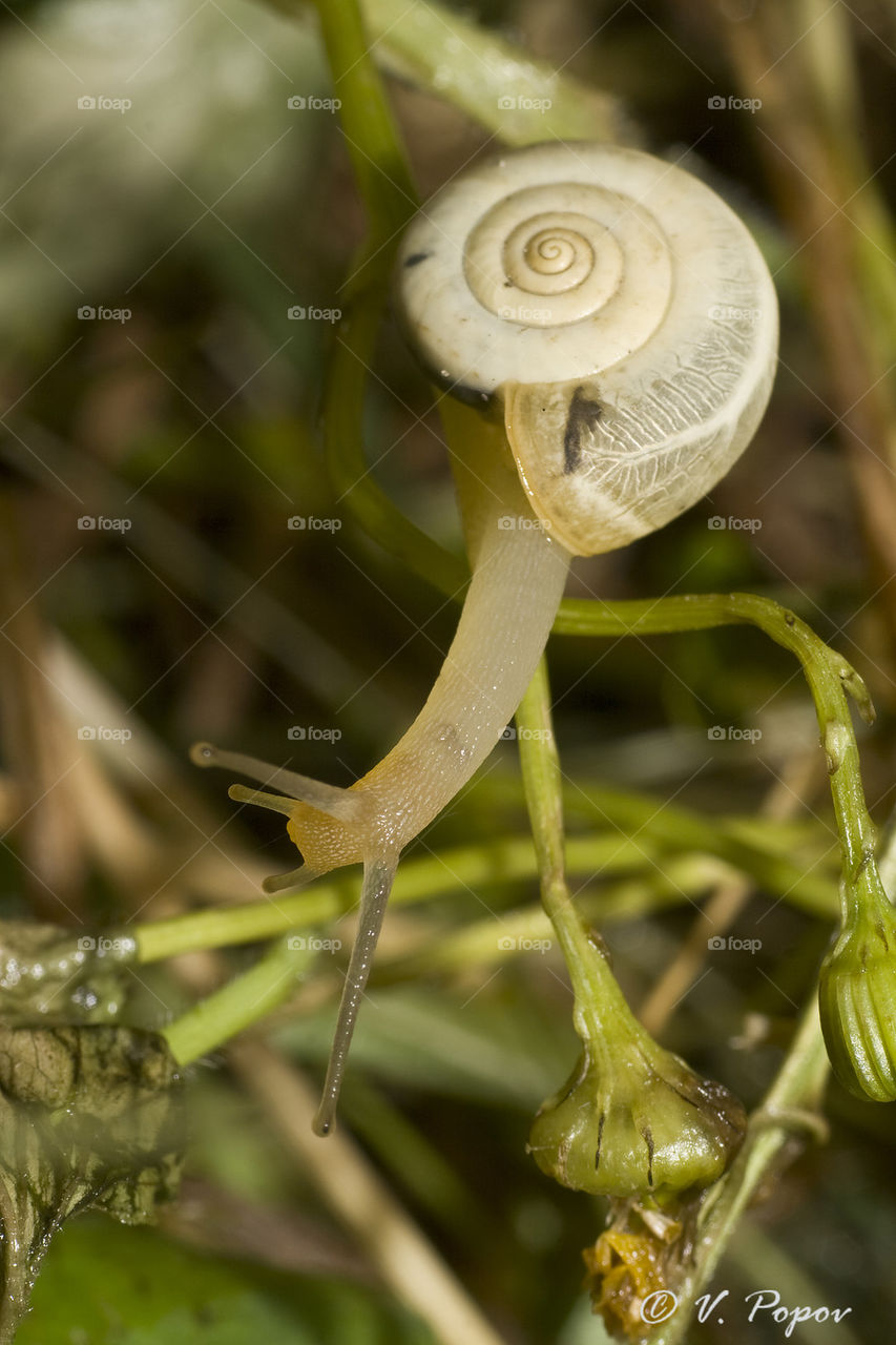 Carthusian snail