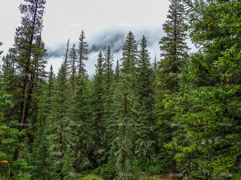 A forest of evergreens in front of a fog-shrouded mountain in Glacier National Park.