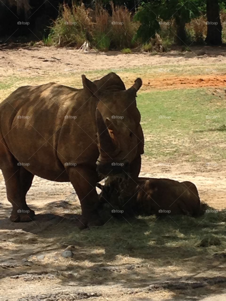 Disney Animal Kingdom