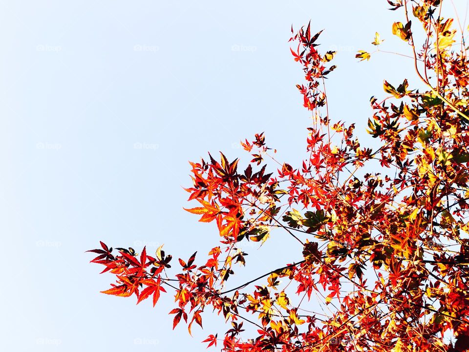 Low angle view in light cloudy sky behind branches full with red autumn leaves