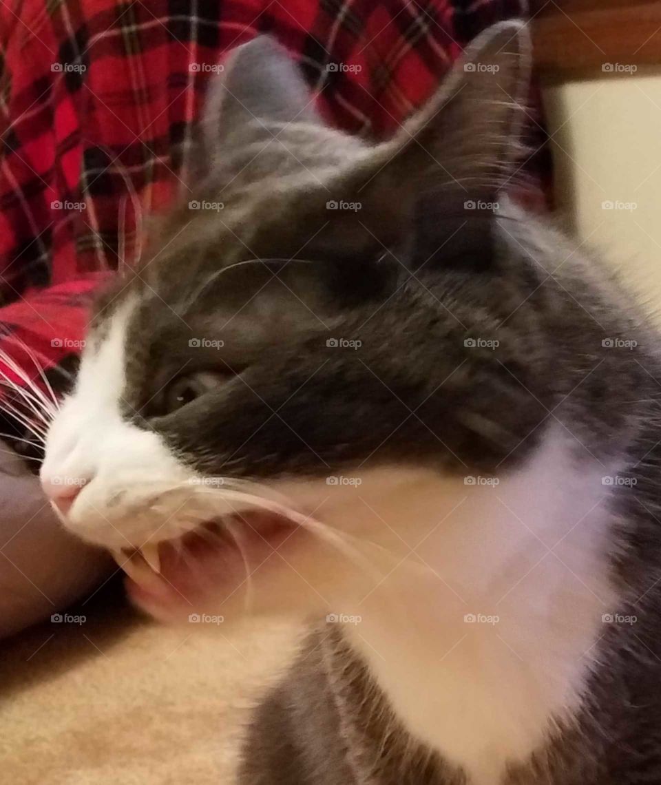 Jasper, post-yawn