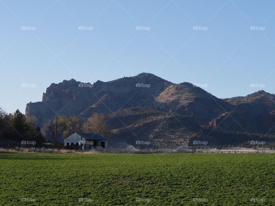 Rural farmland with fresh green fields in Central Oregon on a sunny spring evening. 