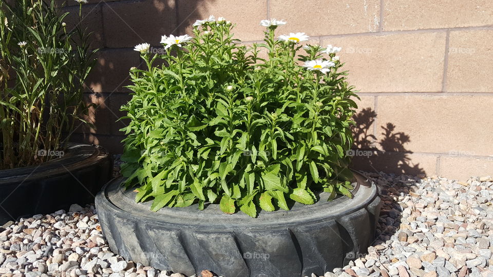 Daisies in tire planter