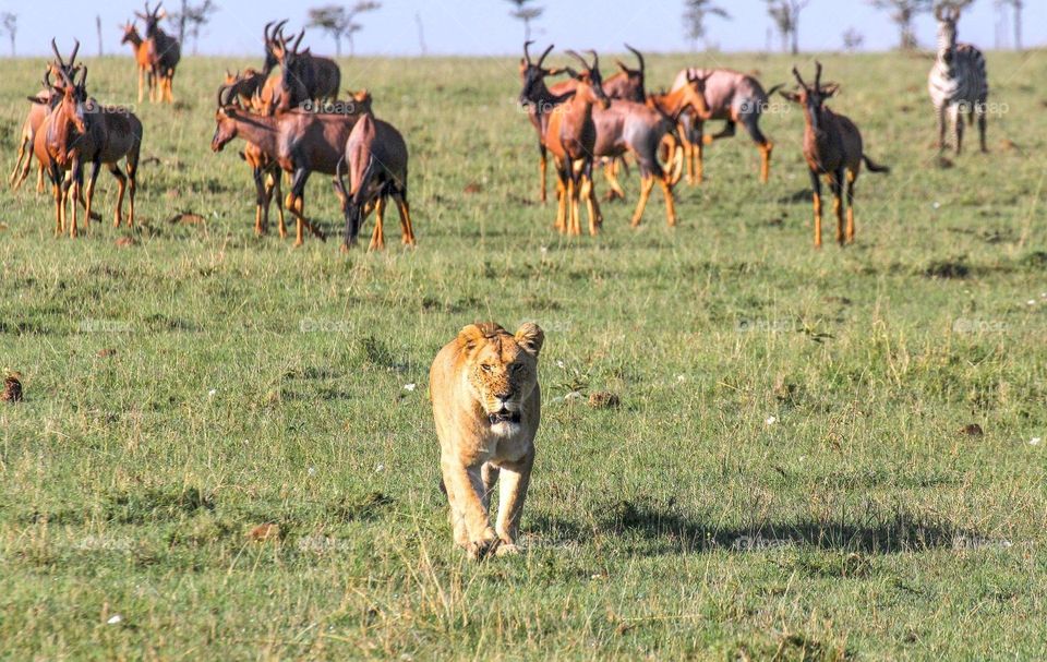 Lion and antelopes 