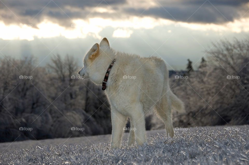 Wolf Shepherd mix standing in an icy field after an ice storm