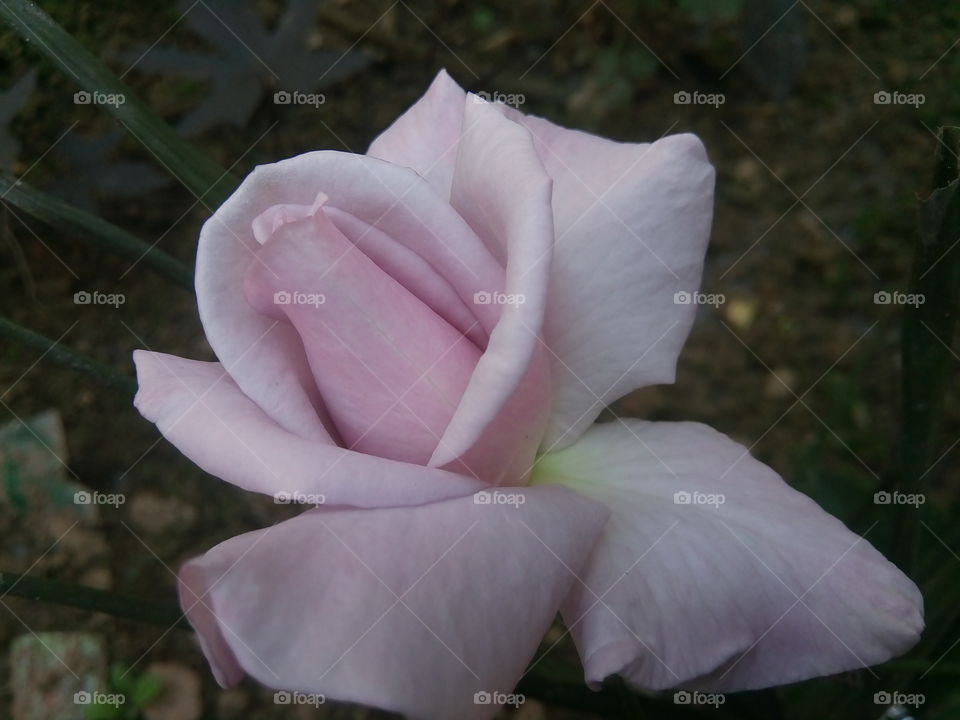 flower 2018-01-22 061 
#আমার_চোখে #আমার_গ্রাম #nature #flower 
#eukaryota #plantae #angiosperms #eudicots