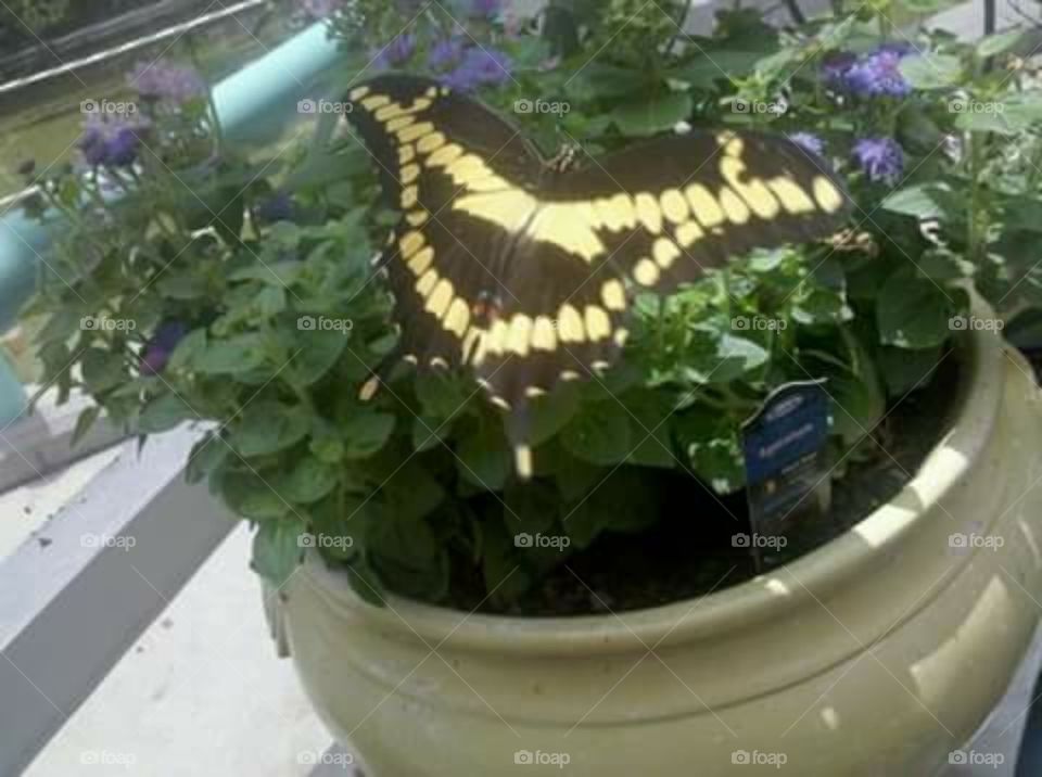 yellow  and black butterfly  on potted plant