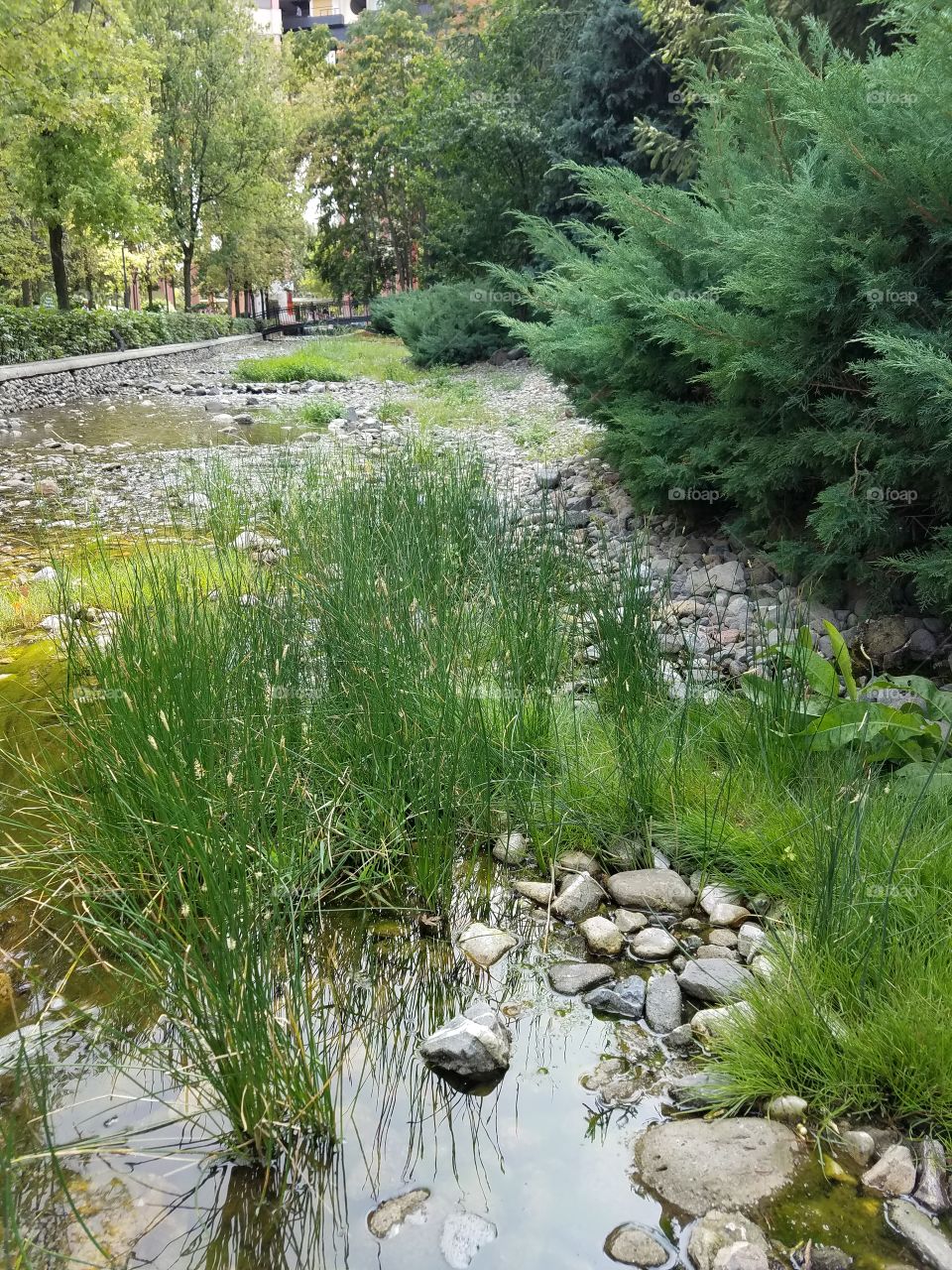 tall grass in a stream in the dikman vadesi park in Ankara Turkey