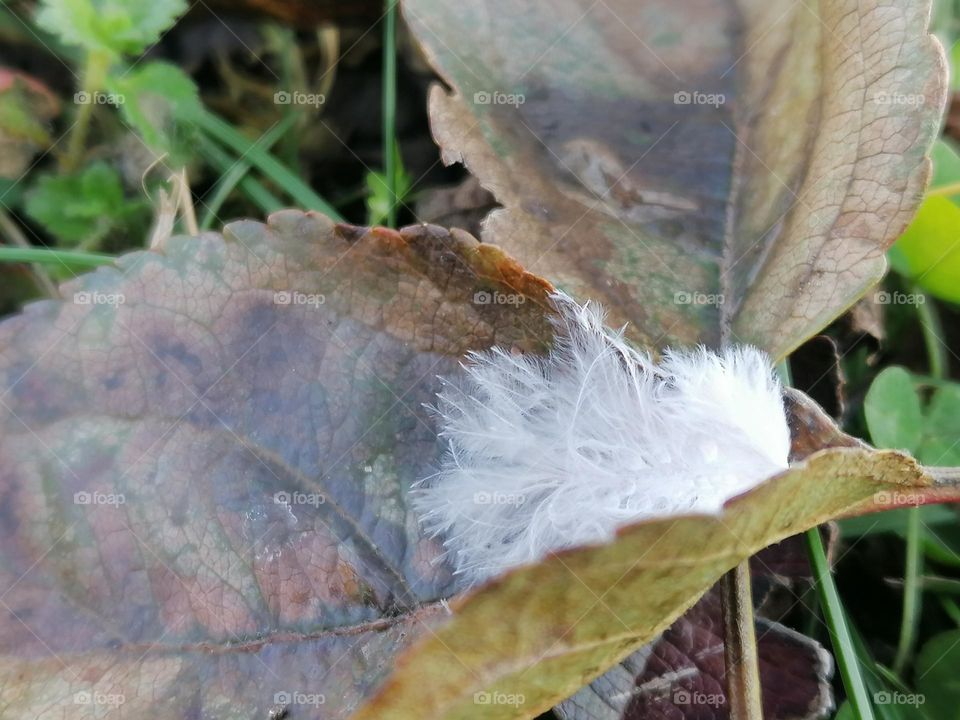 Feather