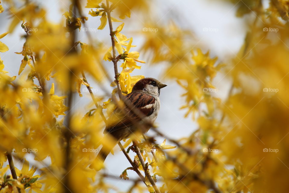 A sparrow at the spring yellow blooming branch