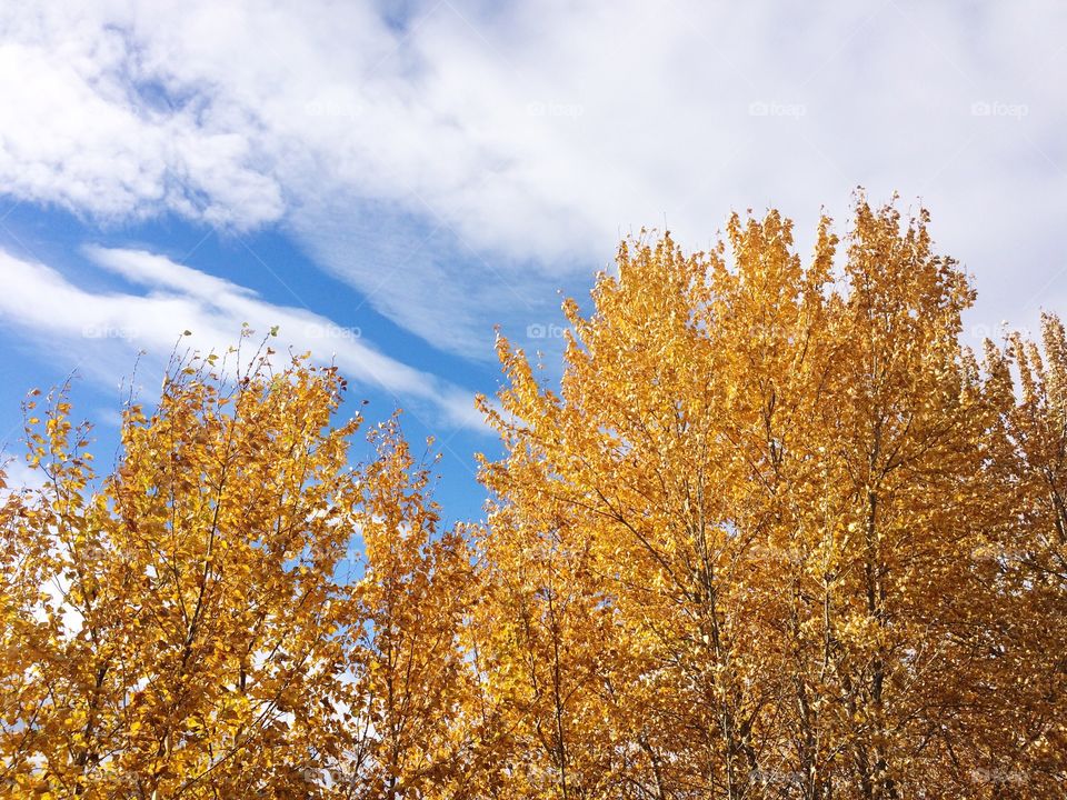 Loving the fall colours! 