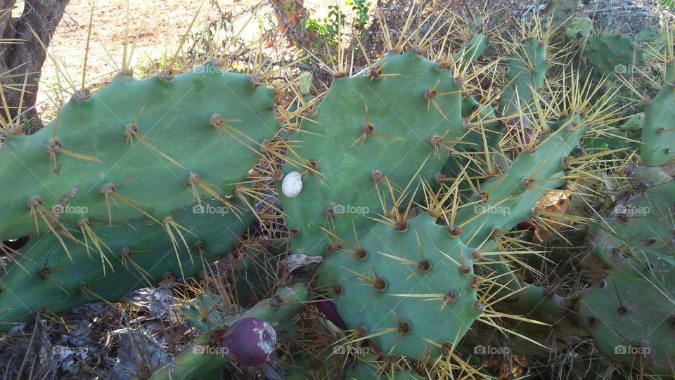 cactus and spines.