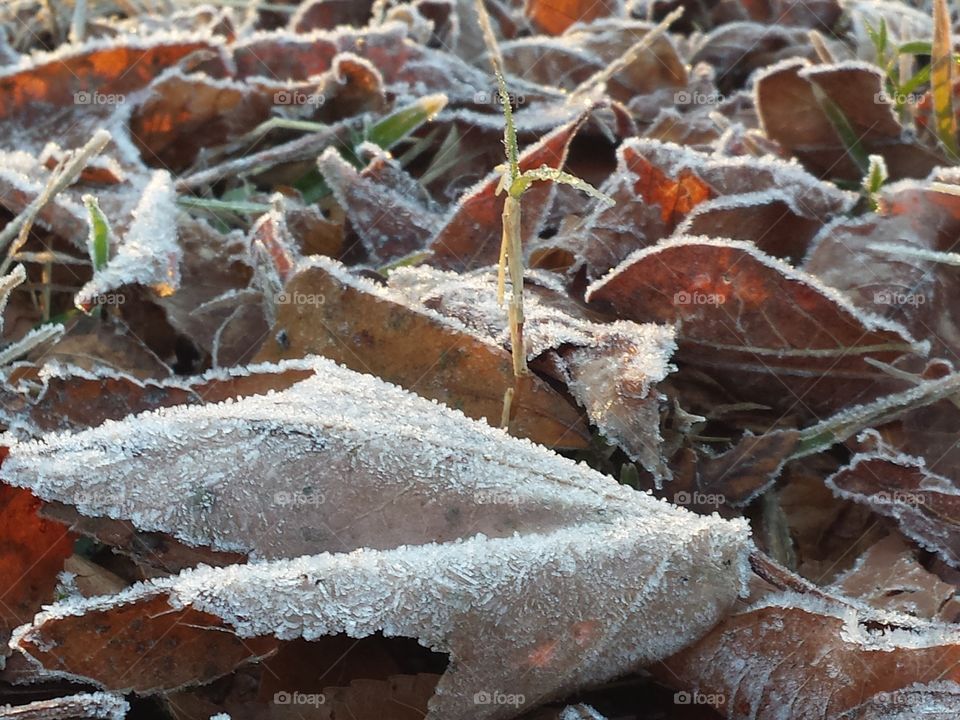 Frosty leaves on the ground