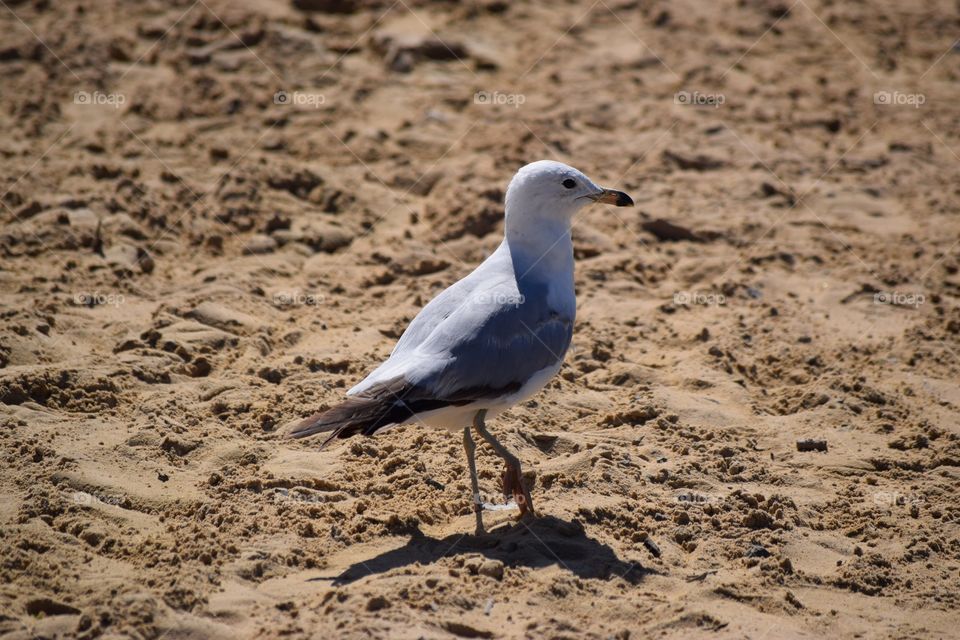 Sea gull