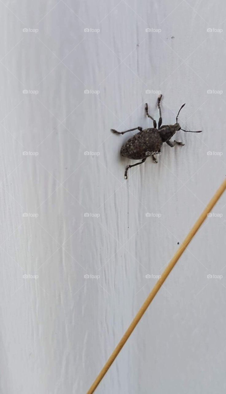 Beetle on wall