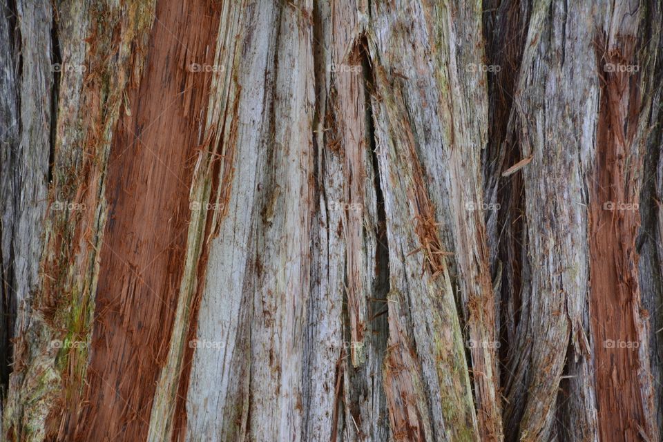 Tree bark texture 