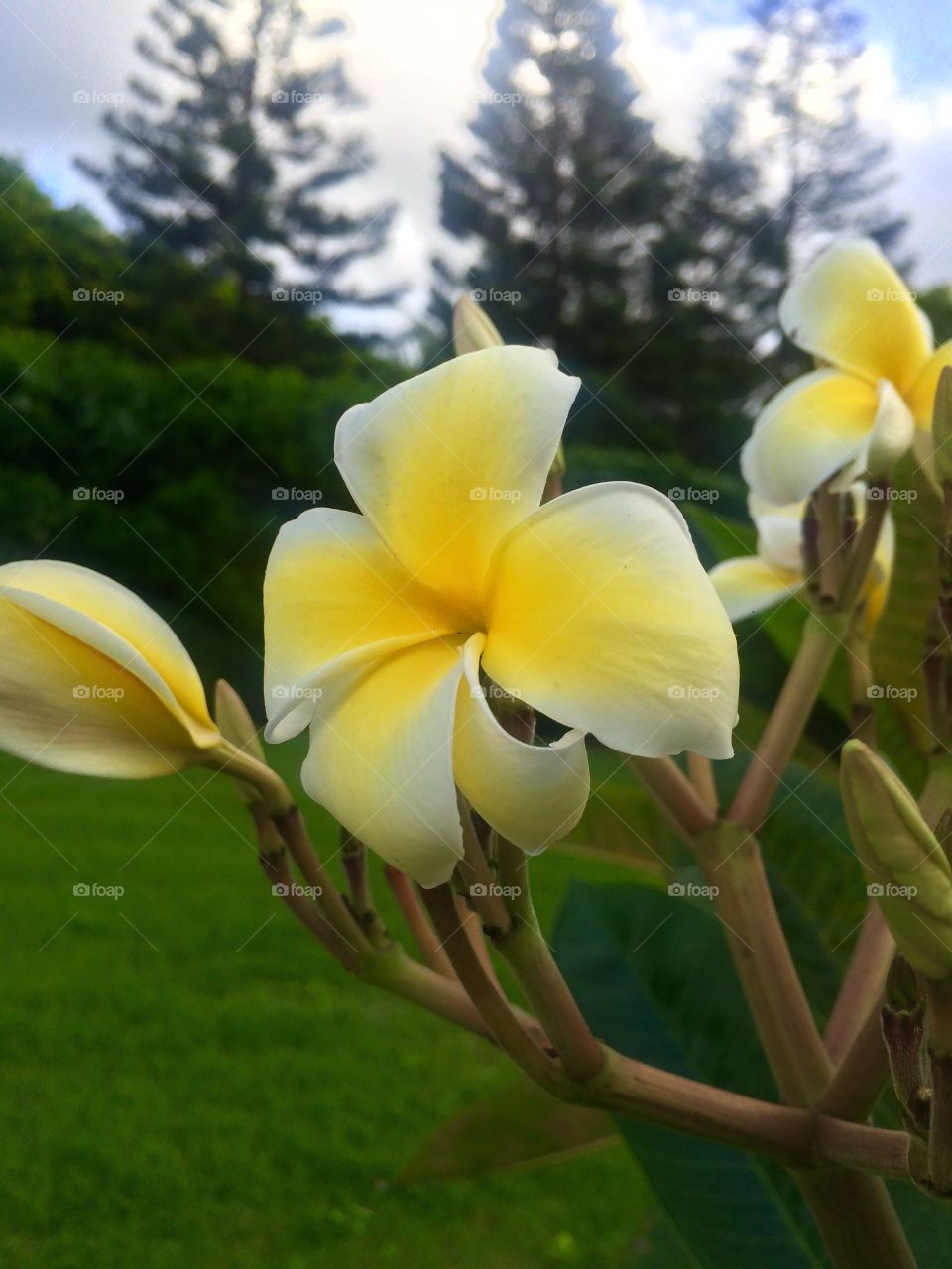 plumerias in paradise