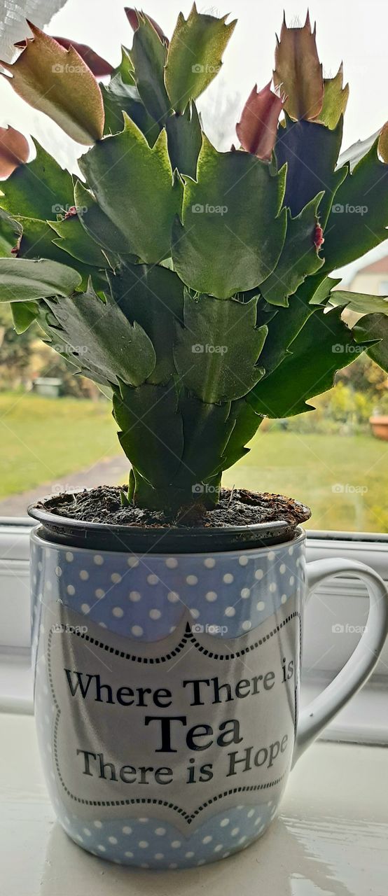 Tea cup with a verse written on it where there is tea there is hope. Tea cup now being used as a flower pot for a Easter cactus