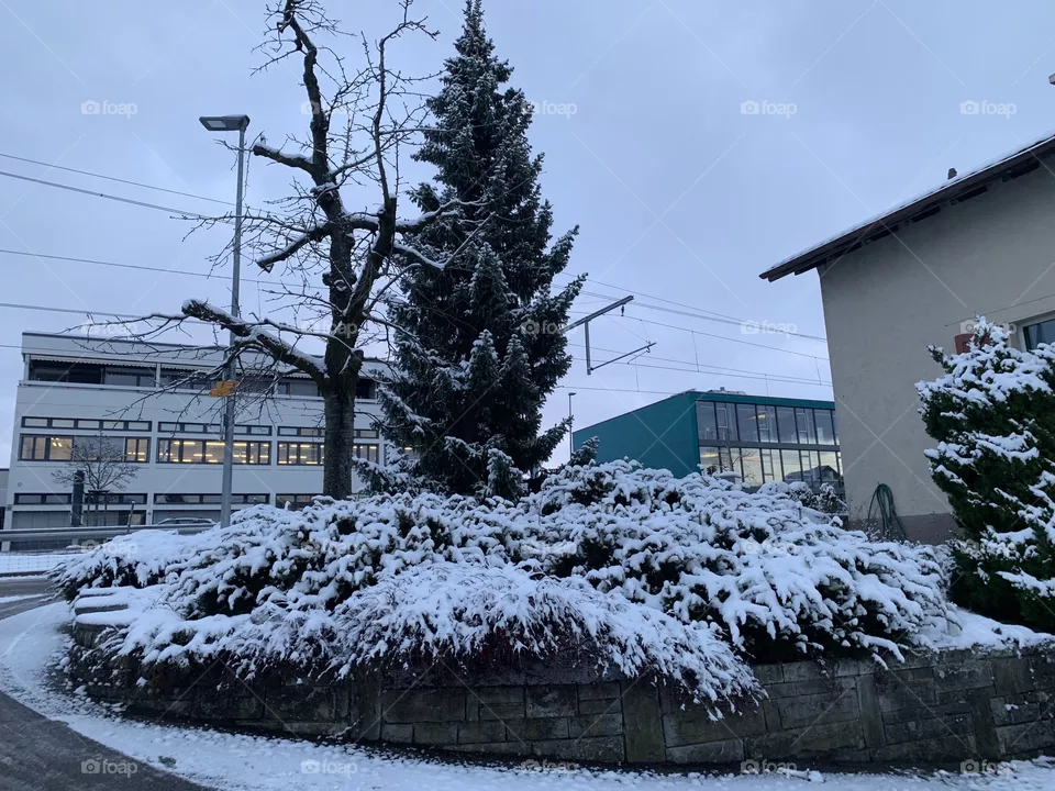 Swiss 
