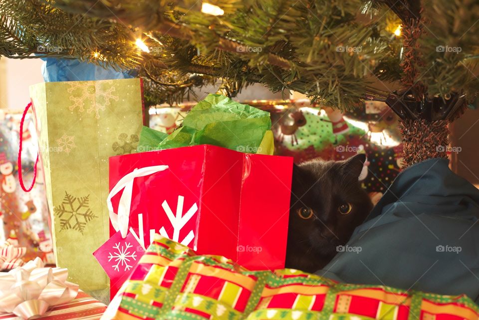 Cat under a Christmas tree