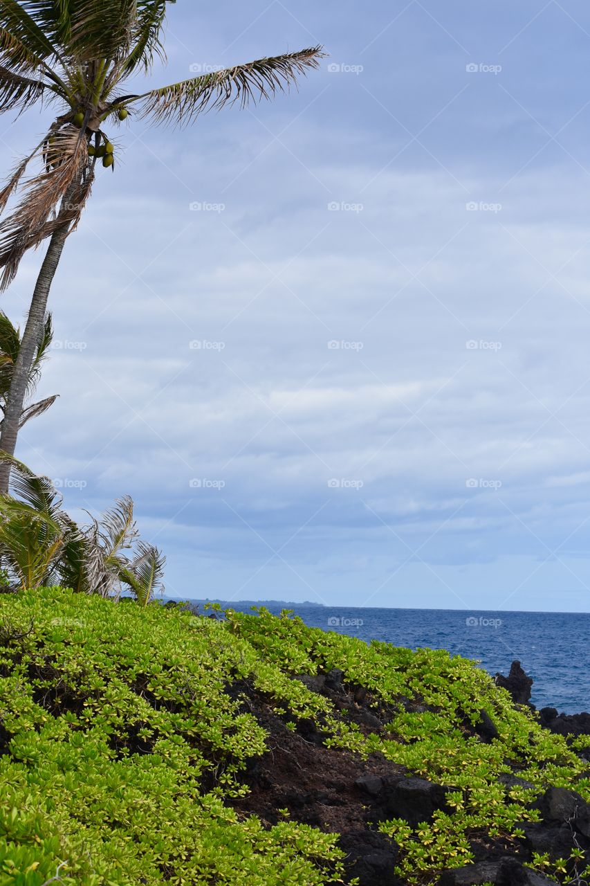 Ocean in the distance with lava, sea cabbage, and a palm tree in the foreground 