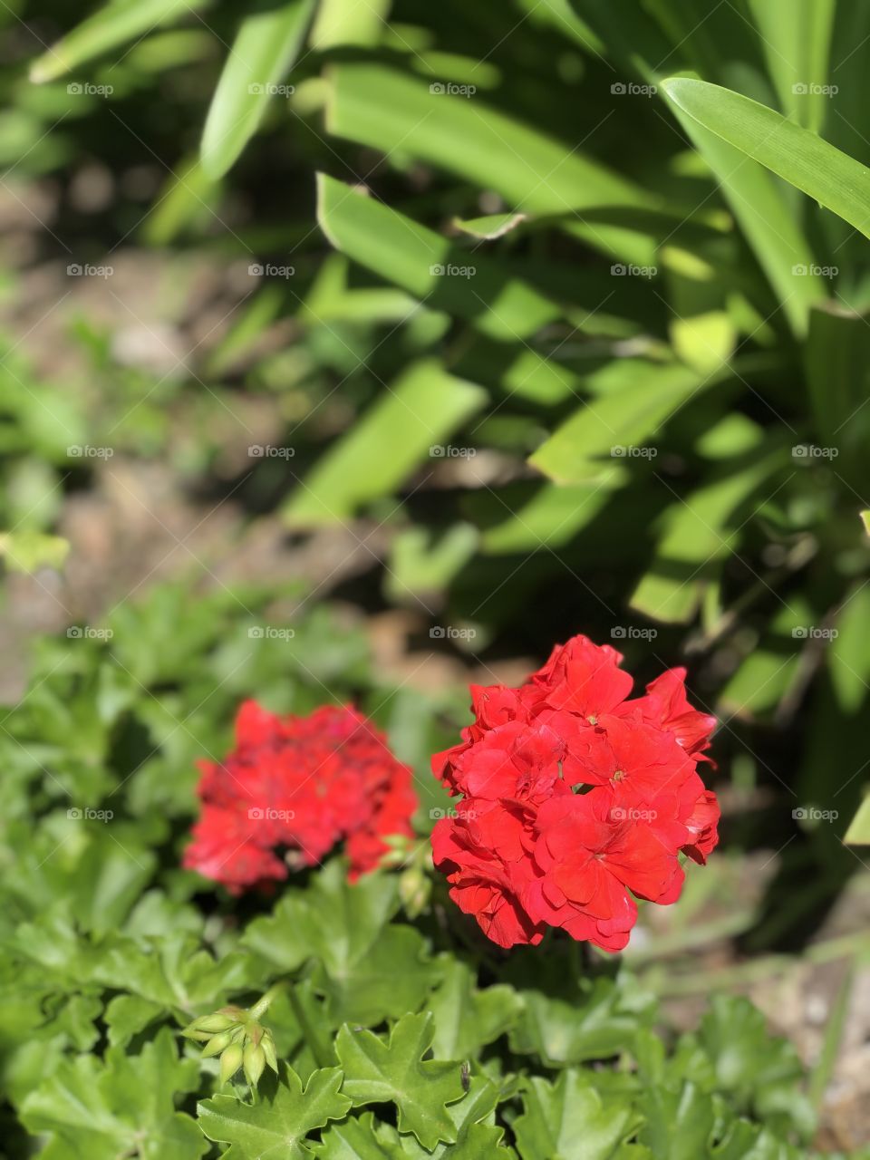 Red flowers in the garden