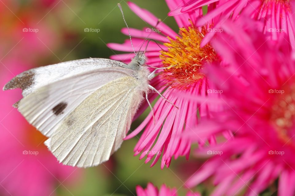 Butterfly on flower