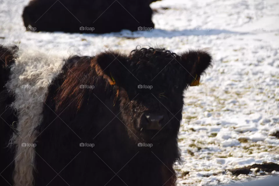 Rind im Schnee