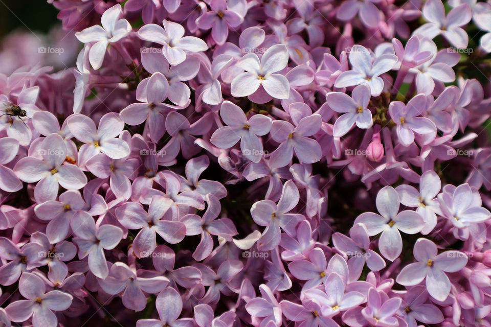 Lilacs. up close lilacs