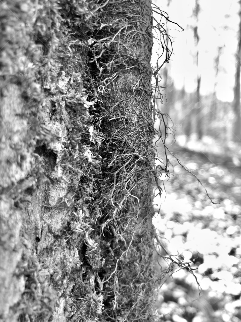 Closeup of tree trunk and hairy vine in winter