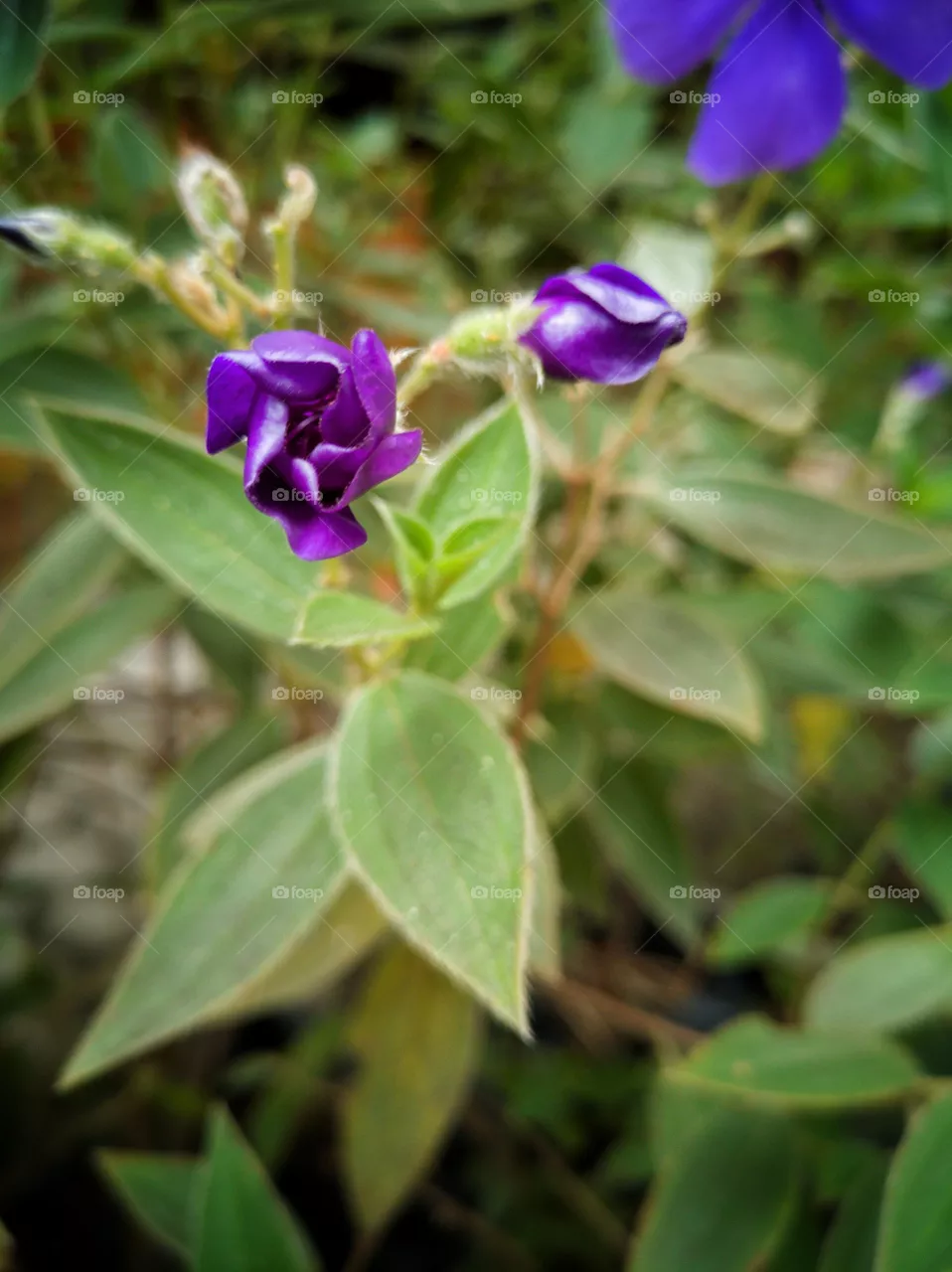 Purple!!!